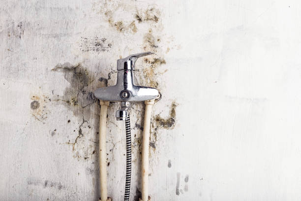 Mold Removal and Inspection in Avoca, IA
