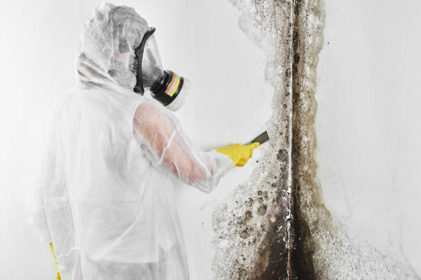 Mold Testing and Removal in Avoca, IA