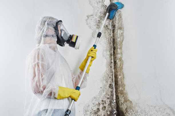 Best Black Mold Removal  in Avoca, IA