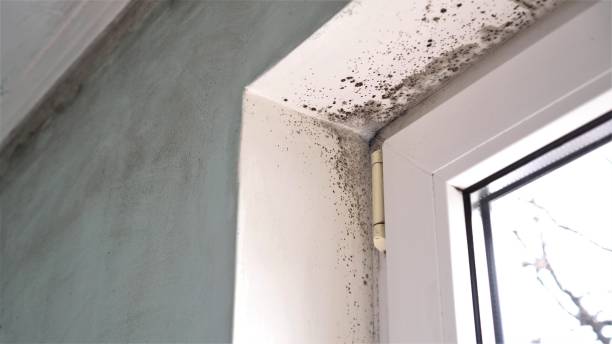 Best Toxic Mold Removal  in Avoca, IA