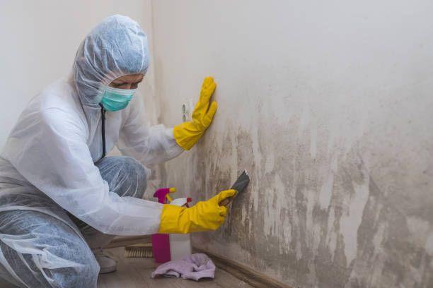 Professional Mold Removal in Avoca, IA