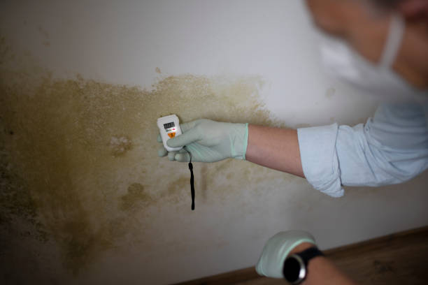 Best Mold Damage Repair  in Avoca, IA