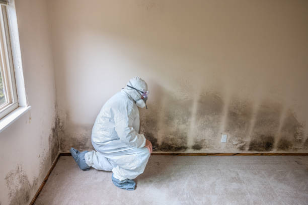 Best Crawl Space Mold Removal  in Avoca, IA