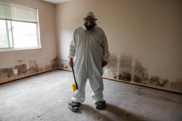 Best Black Mold Removal  in Avoca, IA