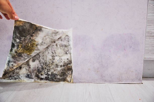 Best Home Mold Removal  in Avoca, IA